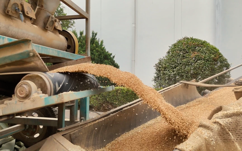 糧食豐收。鄂良攝