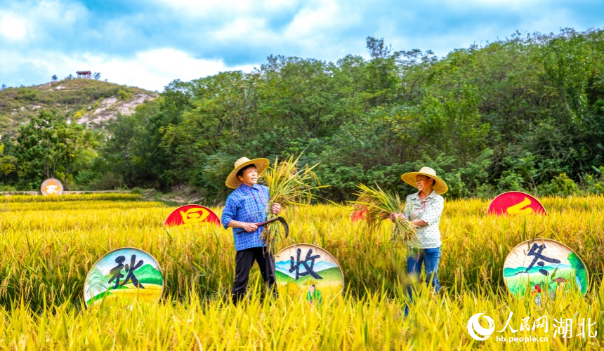 廣袤的金色稻田隨風(fēng)起伏，村民忙著秋收。人民網(wǎng)記者 郭婷婷攝