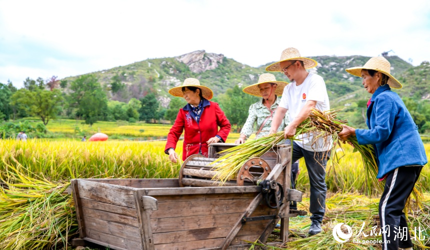 廣袤的金色稻田隨風(fēng)起伏，村民忙著秋收。人民網(wǎng)記者 郭婷婷攝