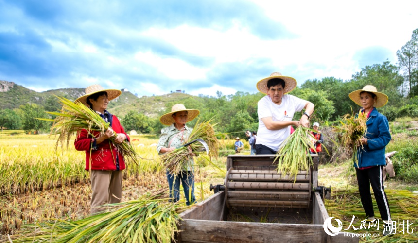 廣袤的金色稻田隨風起伏，村民忙著秋收。人民網(wǎng)記者 郭婷婷攝