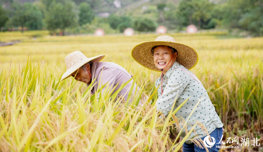 廣袤的金色稻田隨風(fēng)起伏，村民忙著秋收。人民網(wǎng)記者 郭婷婷攝
