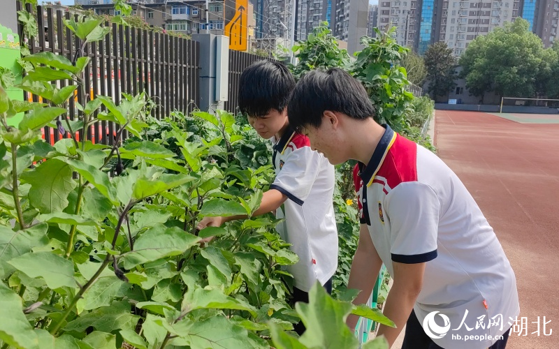 學(xué)生們在勞動(dòng)實(shí)踐基地照顧親手種下的蔬菜。人民網(wǎng)記者 郭婷婷攝