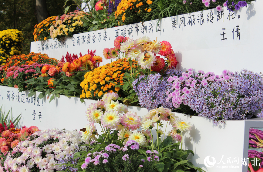 江城秋色入畫來 武漢市第42屆金秋菊展啟幕【9】