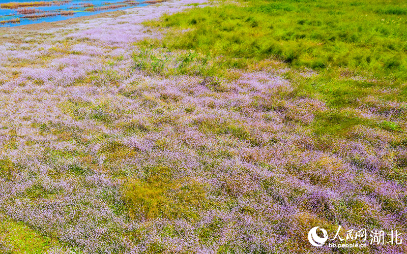 1紅蓼鋪就桐湖“紅地毯”。人民網(wǎng)記者 王郭驥攝