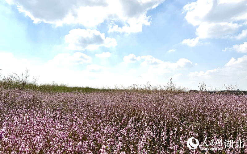 大片紅蓼花盛開。人民網(wǎng)記者 張沛攝