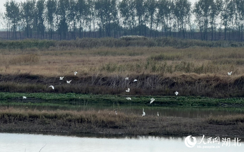 桐湖外灘，白鷺振翅掠過水面。人民網(wǎng)記者 張沛攝