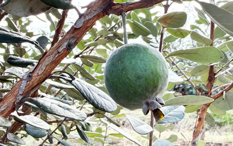 斐濟(jì)果。