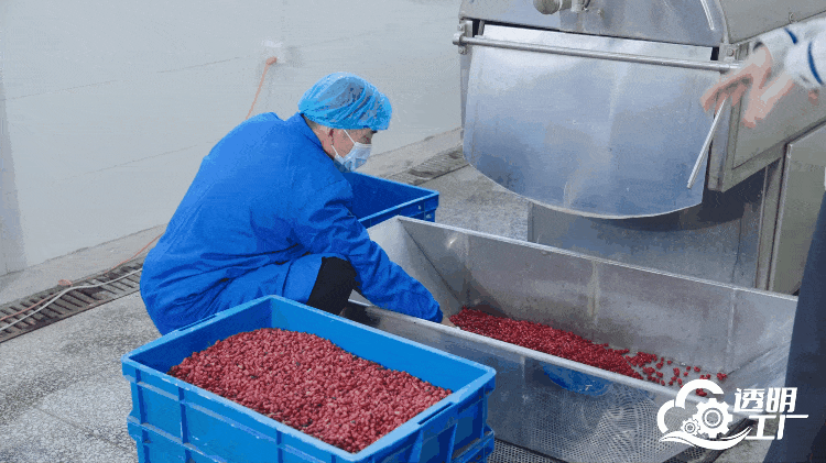 工作人員對采摘的新鮮山茱萸進(jìn)行加工。