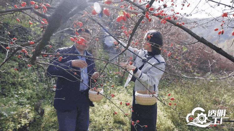 節(jié)目組嘉賓在茱萸林采摘山茱萸。