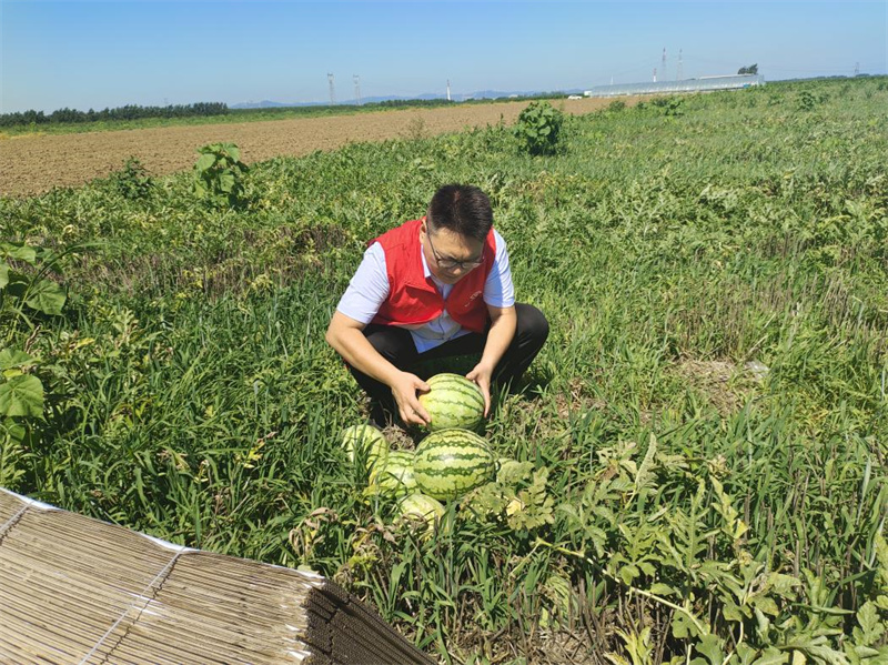志愿者幫助零售戶采摘西瓜。杜莎攝