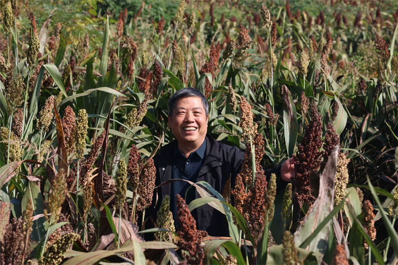 駐村隊員殷修彪在田間看作物長勢