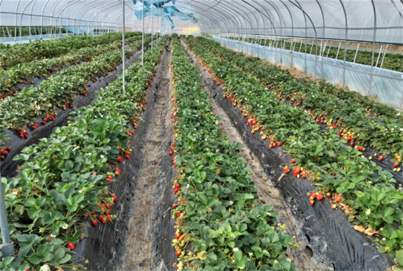 葉河村草莓種植園草莓收獲