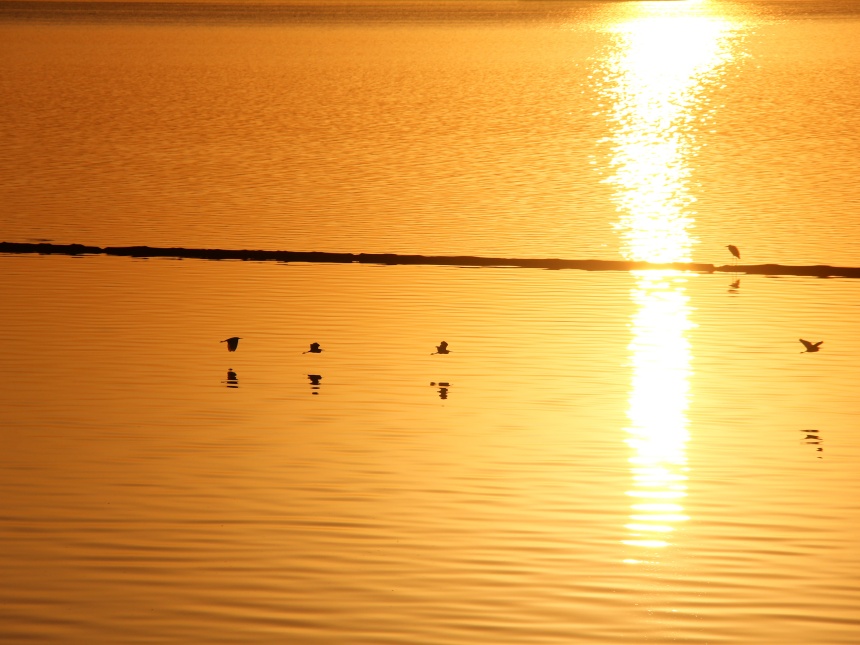 湖北鄖陽：好生態(tài)引眾鳥安家