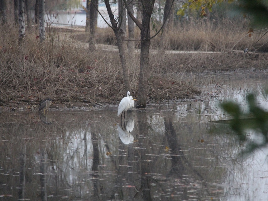 湖北鄖陽:好生態(tài)引眾鳥安家