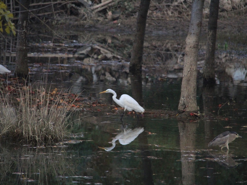 湖北鄖陽：好生態(tài)引眾鳥安家