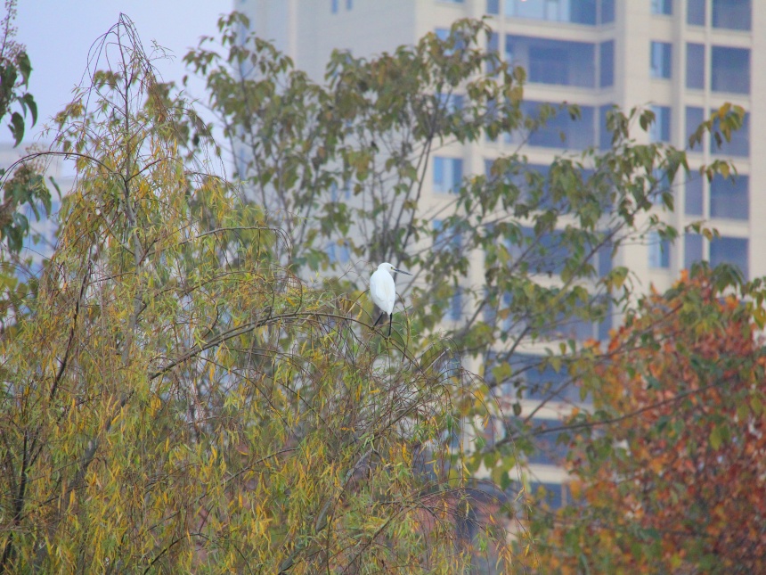 湖北鄖陽:好生態(tài)引眾鳥安家