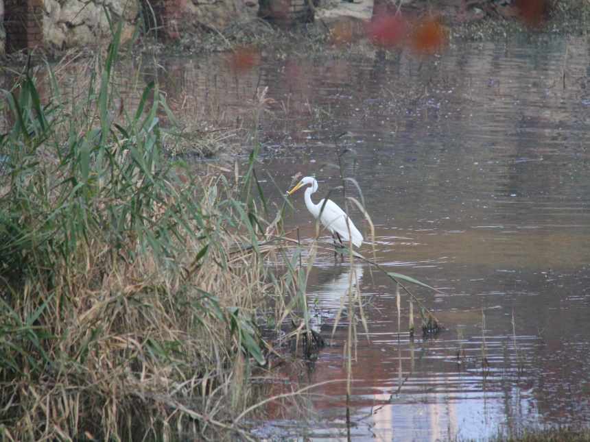 湖北鄖陽:好生態(tài)引眾鳥安家