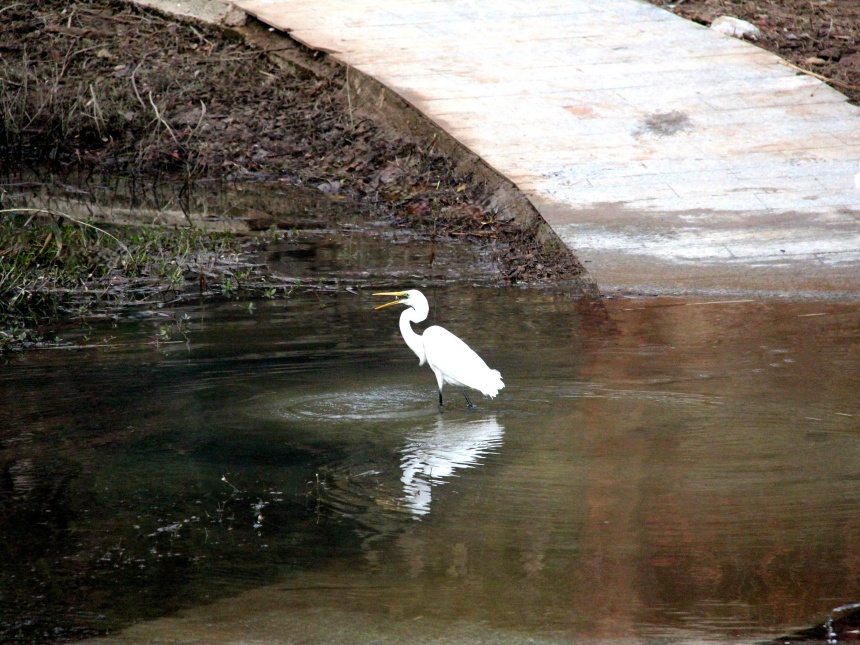 湖北鄖陽:好生態(tài)引眾鳥安家