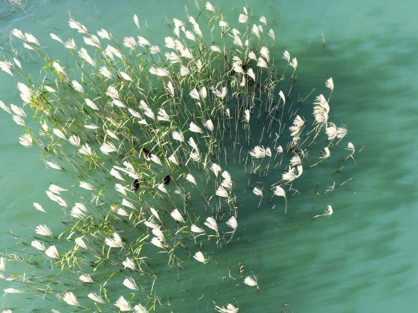 湖北鄖陽：好生態(tài)引眾鳥安家