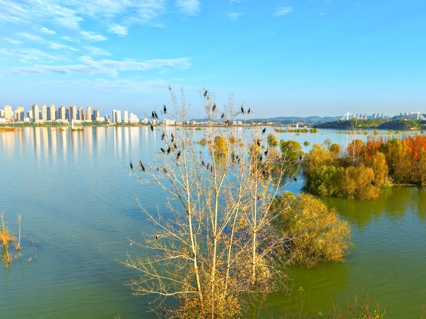 湖北鄖陽:好生態(tài)引眾鳥安家