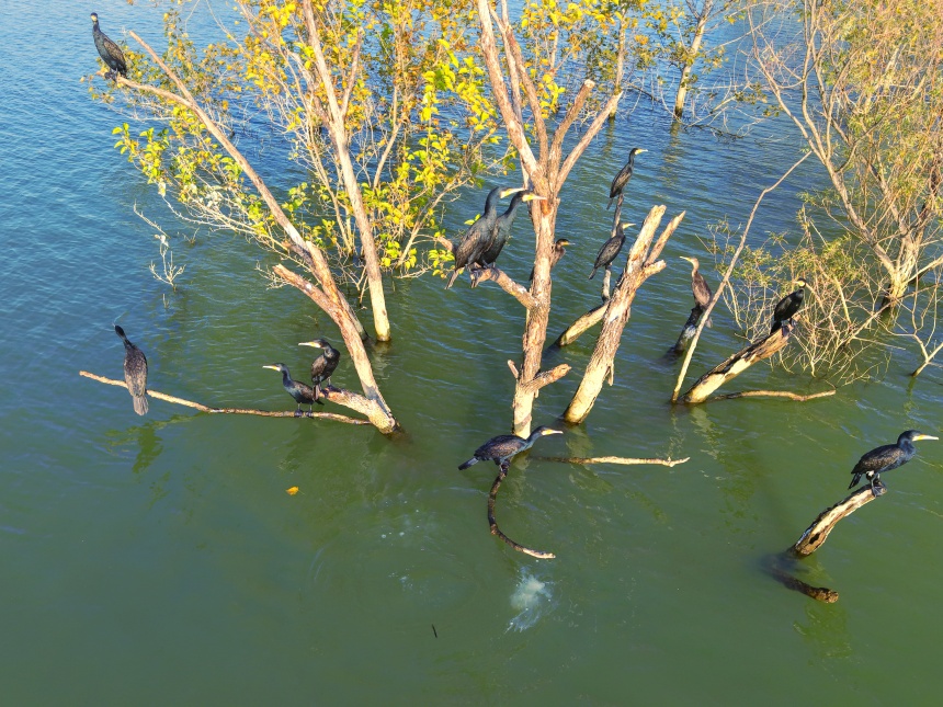 湖北鄖陽(yáng):好生態(tài)引眾鳥安家