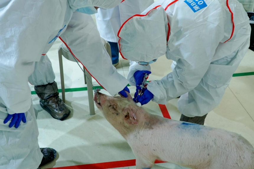 30秒“盲采”完成豬前腔靜脈采血。