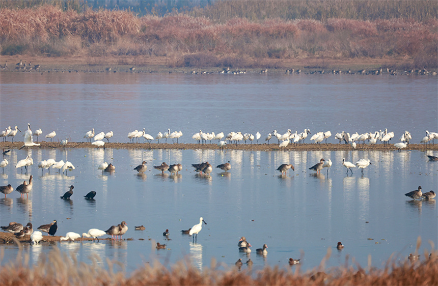 12月7日，府河濕地成群的候鳥翔集。彭昀迪攝