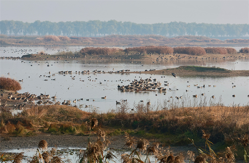12月7日,府河濕地正值越冬候鳥高峰。彭昀迪攝