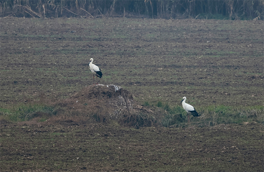 府河濕地的國家一級保護動物東方白鸛。彭昀迪攝