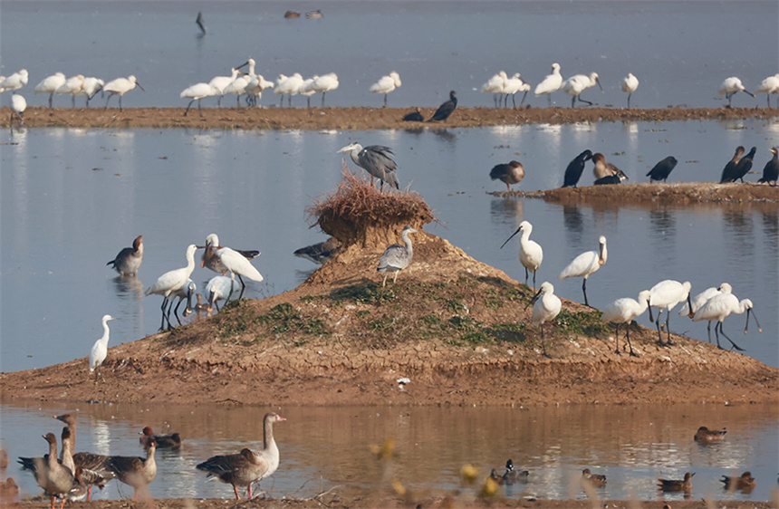 灘涂上的白鷺、普通鸕鶿、蒼鷺與白琵鷺和諧共處。彭昀迪攝