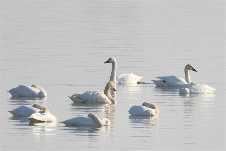 小天鵝在湖中休憩、滑行。彭昀迪攝