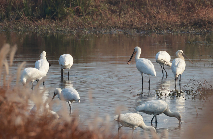在蘆葦掩映中，一群白琵鷺在湖畔淺灘覓食。彭昀迪攝