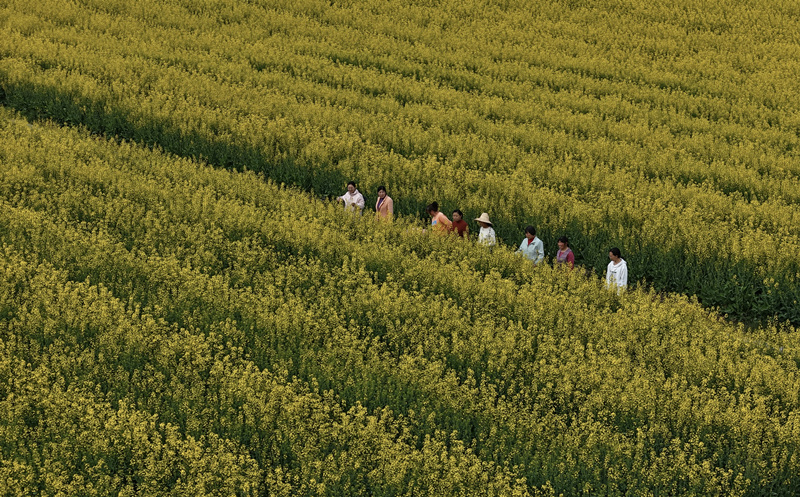 游客在油菜花田賞花。