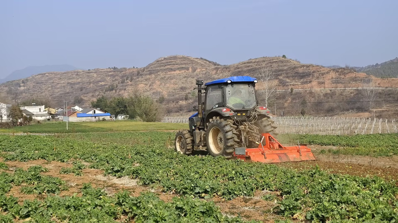 綠肥油菜翻壓。