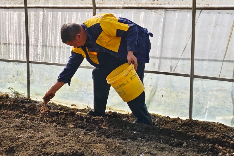 煙農(nóng)正在播撒菌種