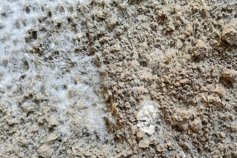 已經(jīng)生長出的菌絲