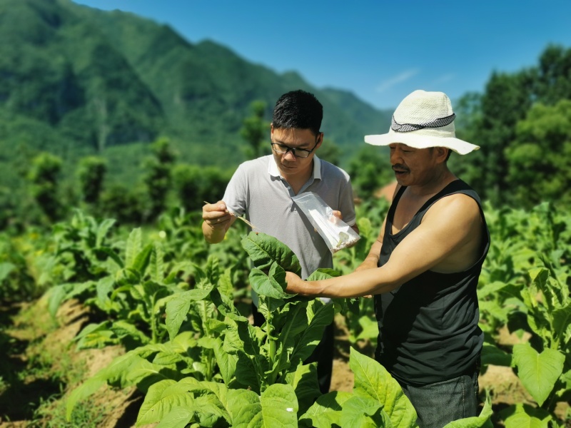 綠色防治投放異色瓢蟲。徐少清攝