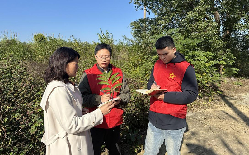 團風(fēng)縣局志愿者調(diào)研金雞山村中藥材生長狀況。