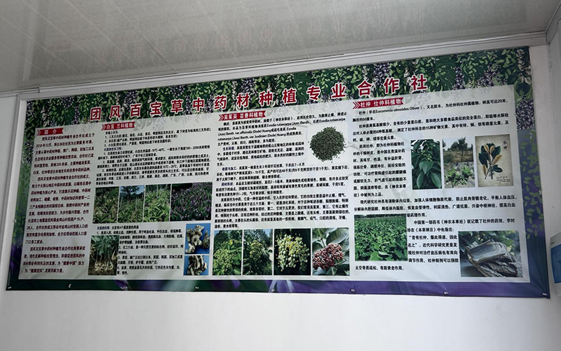 金雞山百寶草中藥材種植專業(yè)合作社簡介。