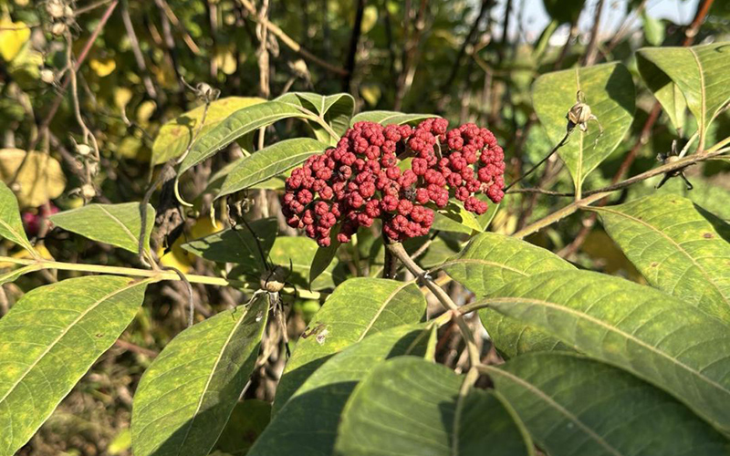 金雞山村長勢良好的中藥材“吳茱萸”。