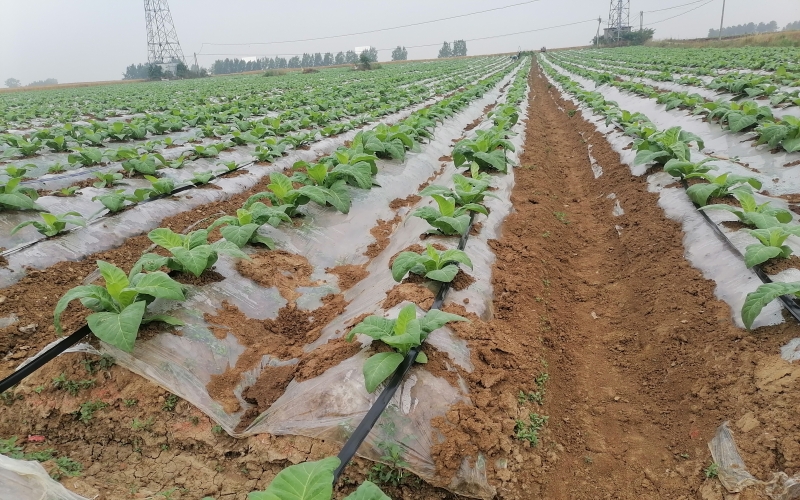 為平原煙區(qū)滴灌場(chǎng)景。