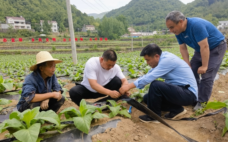 煙葉技術(shù)員（左一、左二）指導(dǎo)煙農(nóng)鋪設(shè)滴灌帶場(chǎng)景。